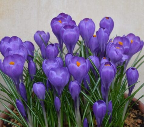 Crocus Blue Ocean_1661 (1)