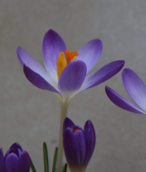 Crocus tommassinianus Pictus_8333