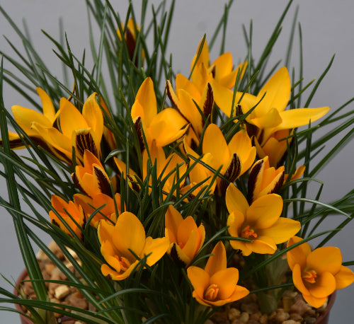 angustifolius AGM