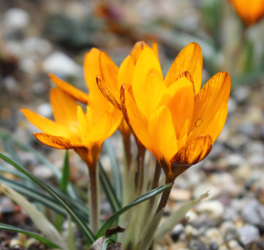 olivieri ssp. balansae Zwanenburg AGM