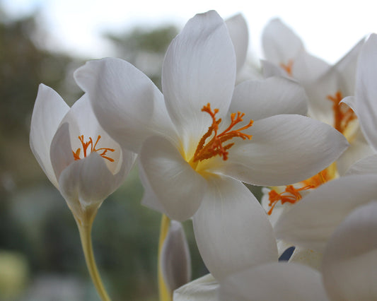 speciosus Albus AGM