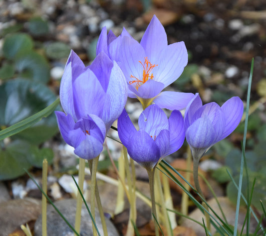 speciosus AGM