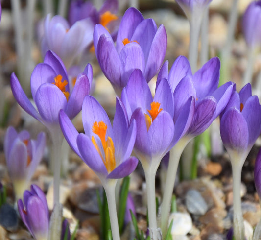 tommasinianus AGM