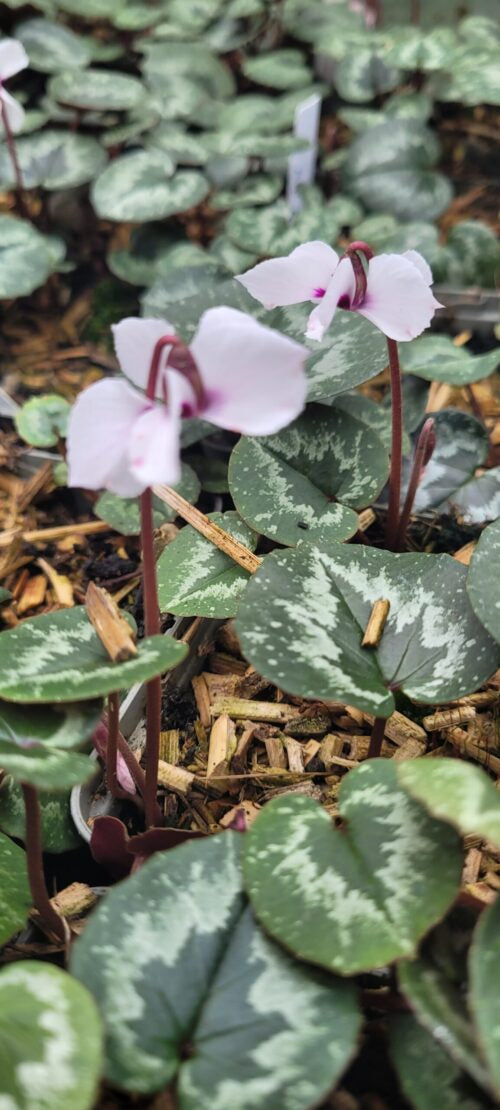 Cyclamen alpinum album &#8211; maria pic