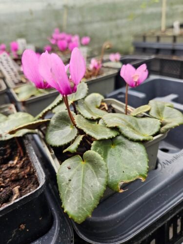 Cyclamen colchicum &#8211; amys pic