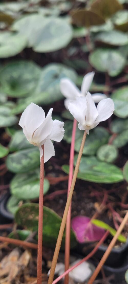 Cyclamen coum albissimum &#8211; maria pic