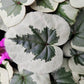 Cyclamen coum christmas tree group (our pic)