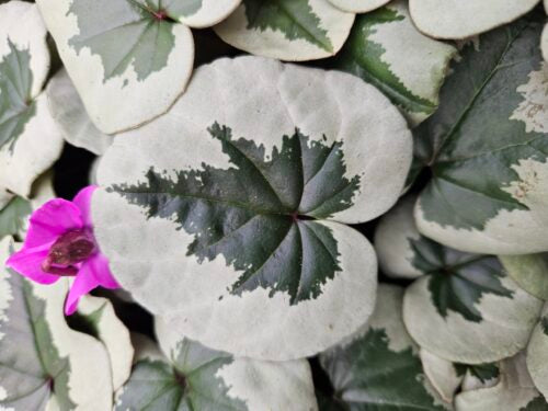 Cyclamen coum christmas tree group (our pic)
