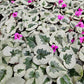Cyclamen coum christmas tree group