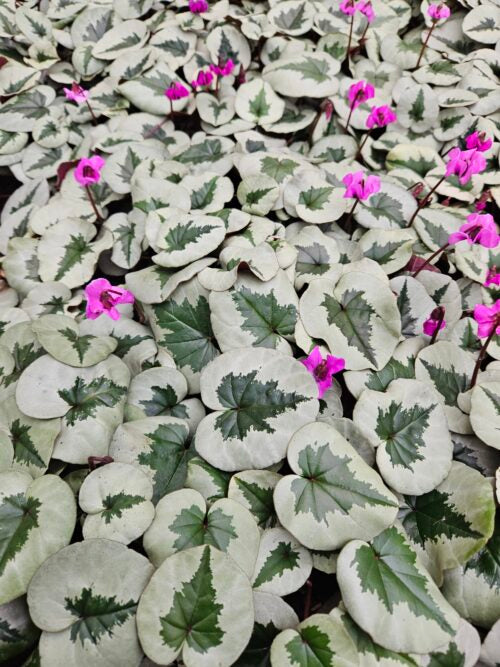 Cyclamen coum christmas tree group