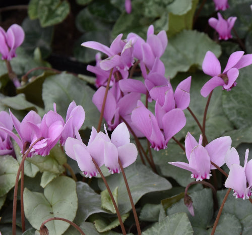 hederifolium Pewter Mist