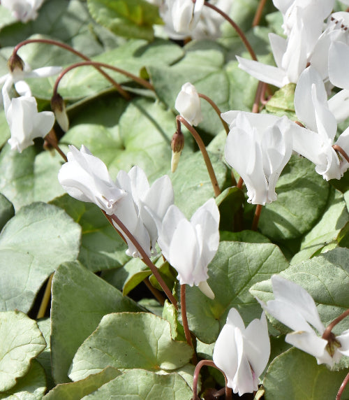 hederifolium White Mist