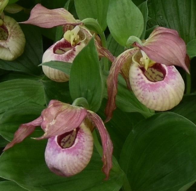 Cypripedium Hans Erni x montanum_