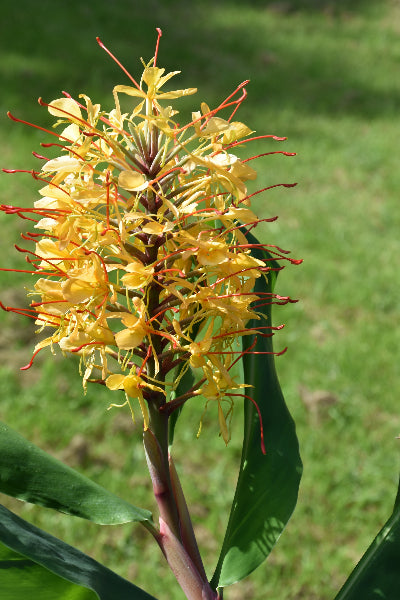 gardnerianum  AGM