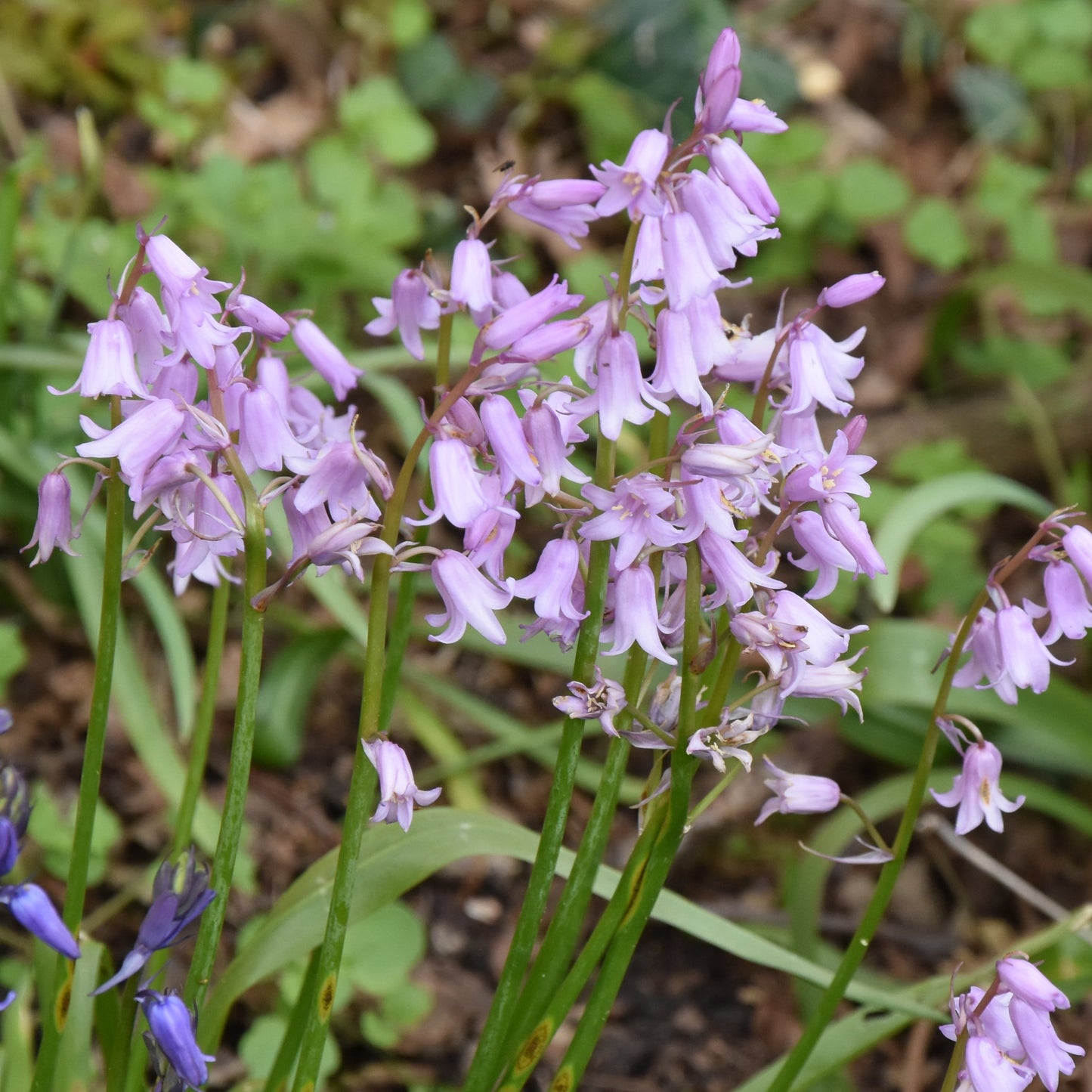 non-scripta pink