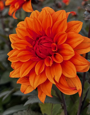 Dahlia Missis Trucella – can use cropped