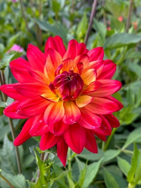 Dahlia Rainbow Silence can use