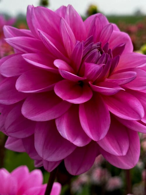 Dahlia bodille – can use