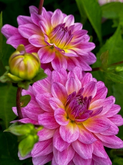 Dahlia dutch silence – can use
