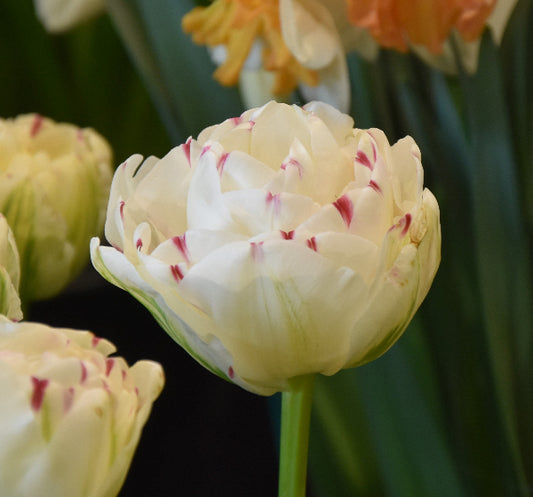Tulip Danceline