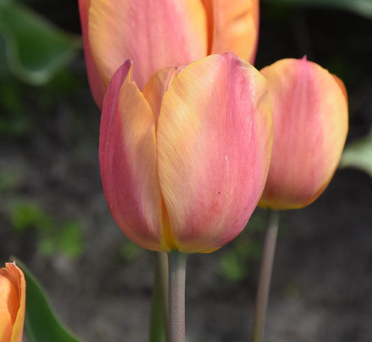 Tulip Dillenburg 1916