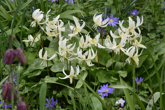 californicum White Beauty AGM
