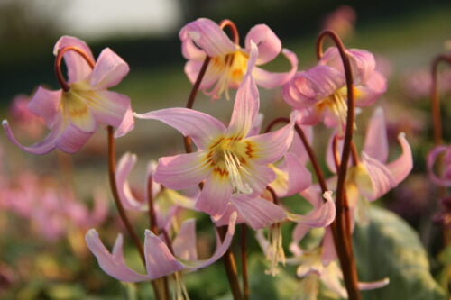 Erythronium_revolutum_RosyWings (can use)