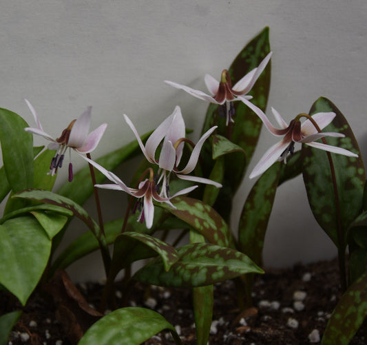 Erythronium dens canis 'Frans Hals'