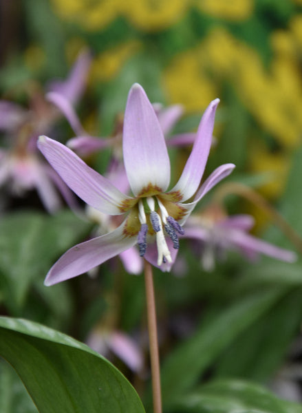 dens-canis "Purple King"