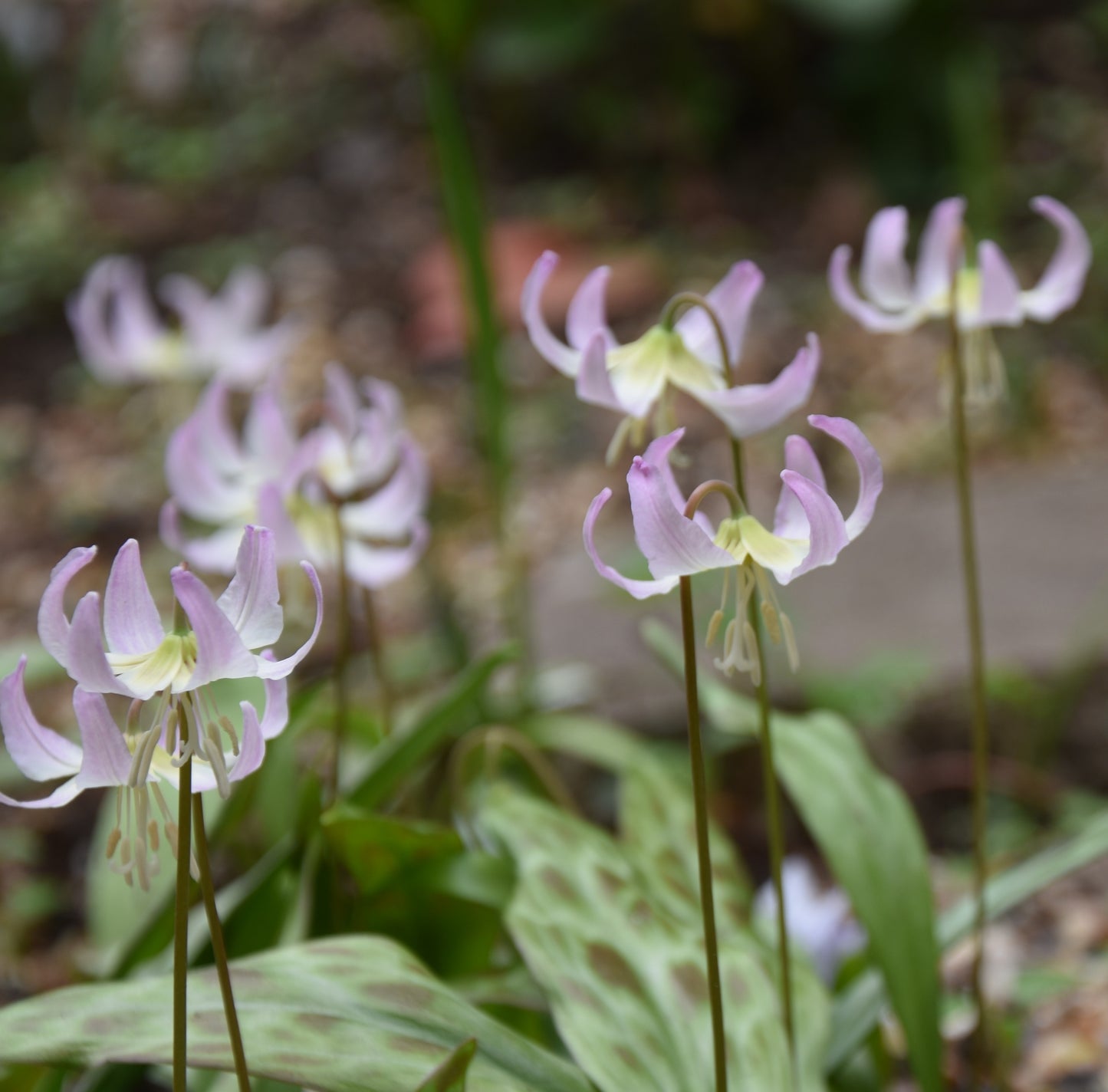 Erythronium revolutum 'Grand Old Man'