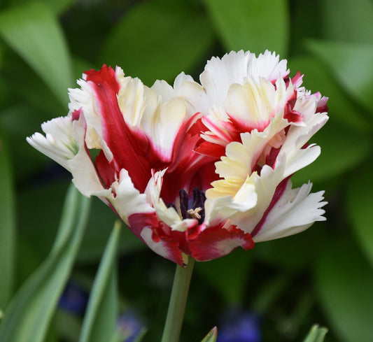 Tulip Estella Rijnveld