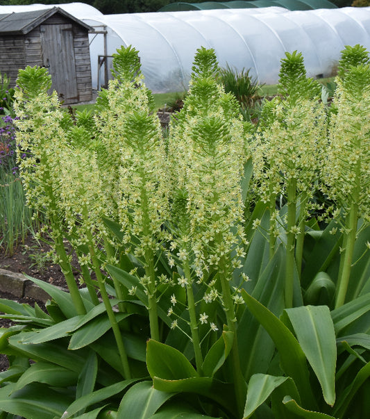 Eucomis pole-evansii