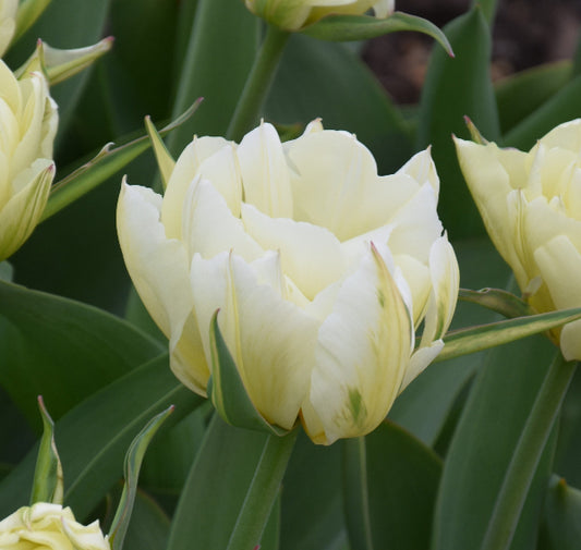 Tulip Exotic Emperor AGM