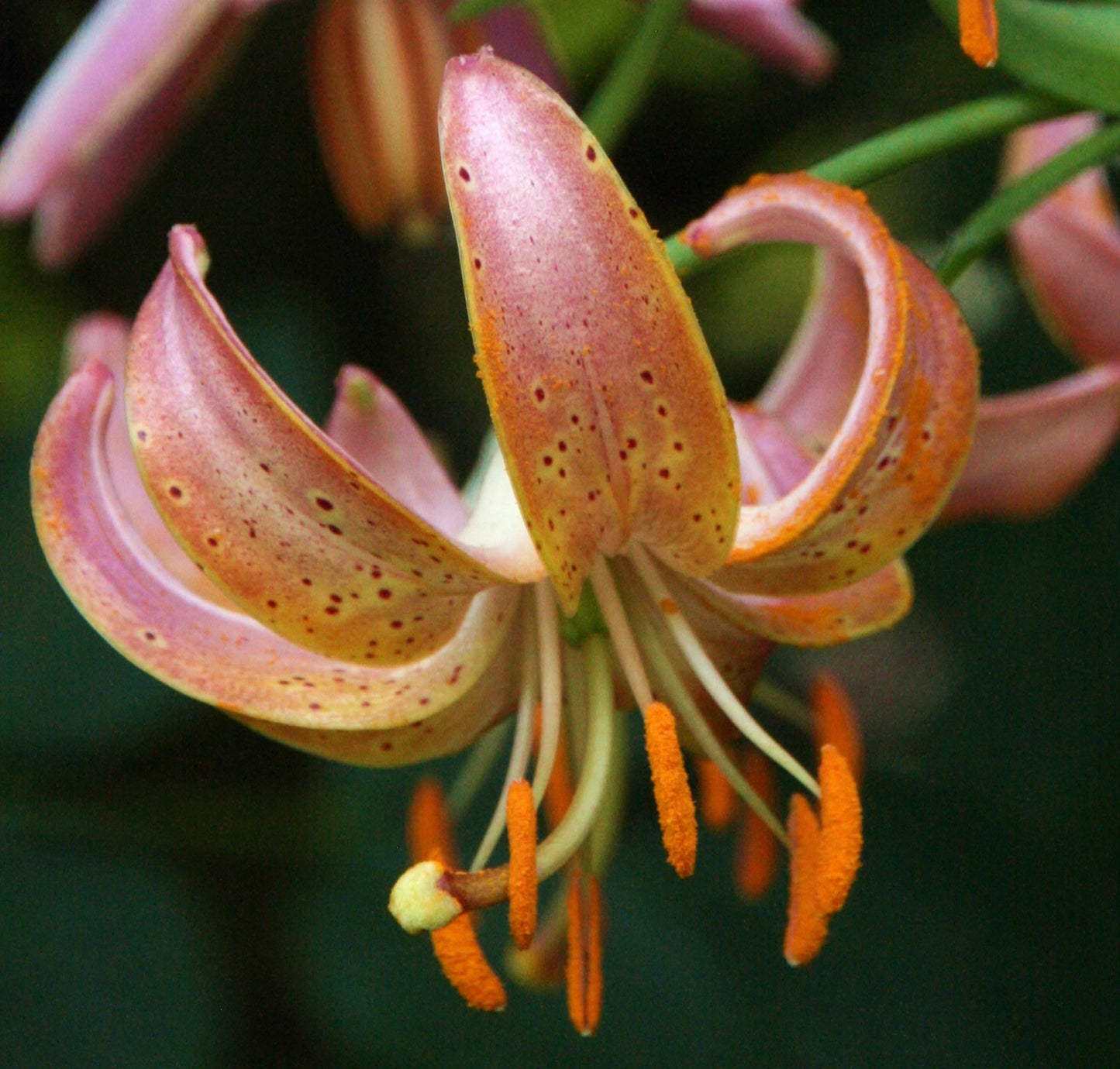 martagon 'Fairy Morning'