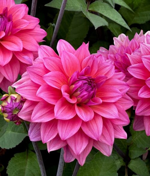 Feline Yvonne (can use) cat