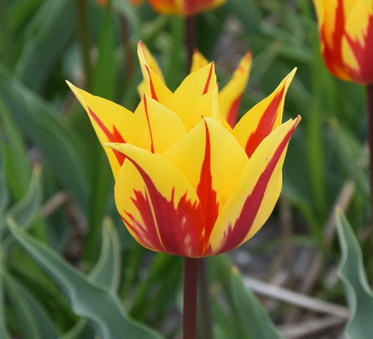 Tulip Firework