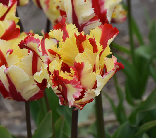 Tulip Flaming Parrot