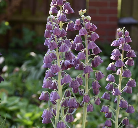 Fritillaria persica Purple Favorite sq