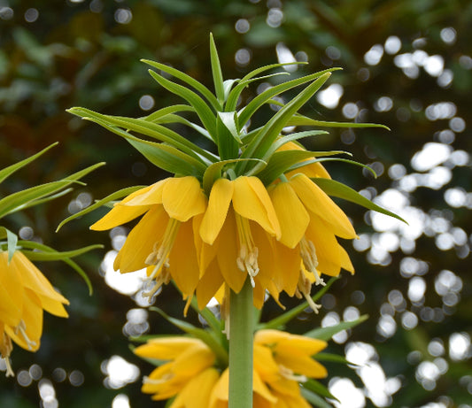 Yellow Beauty AGM