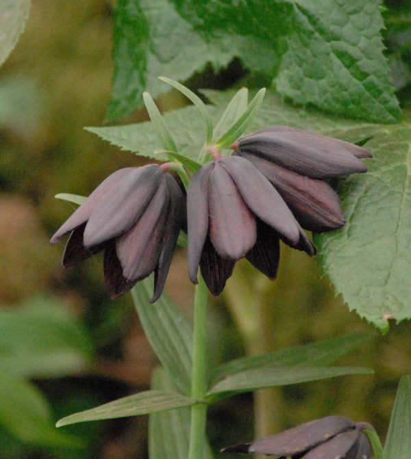 camschatcensis