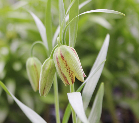hermonis ssp. amana.