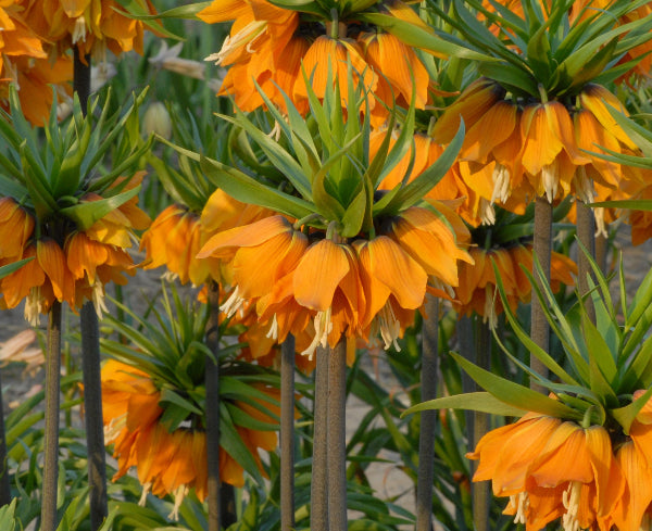 imperialis Sulpherino