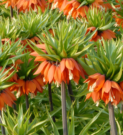 imperialis Rubra AGM