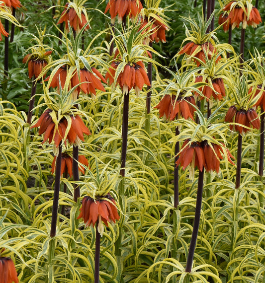 imperialis Aureomarginata