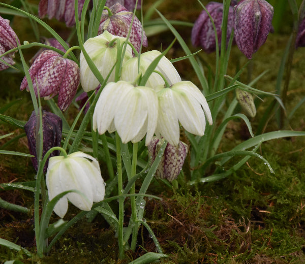 meleagris Alba AGM