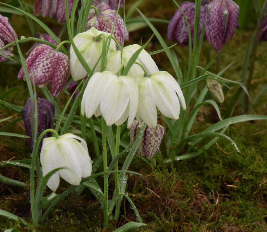meleagris Alba AGM
