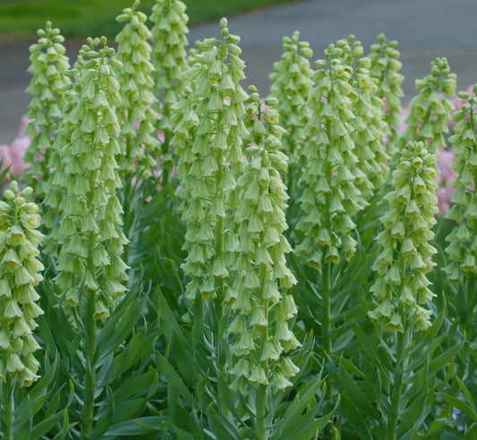persica Ivory Bells AGM