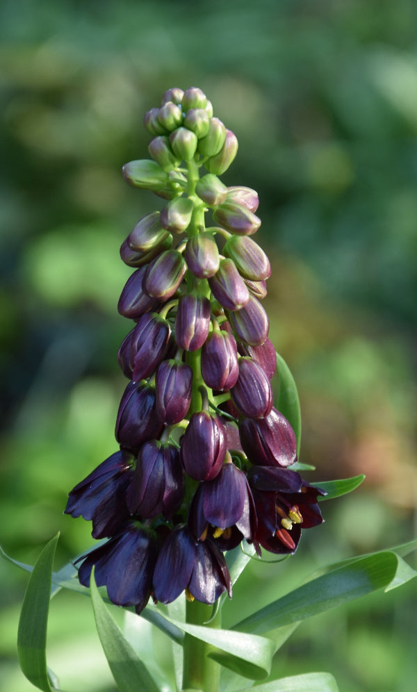 persica Purple Dynamite AGM