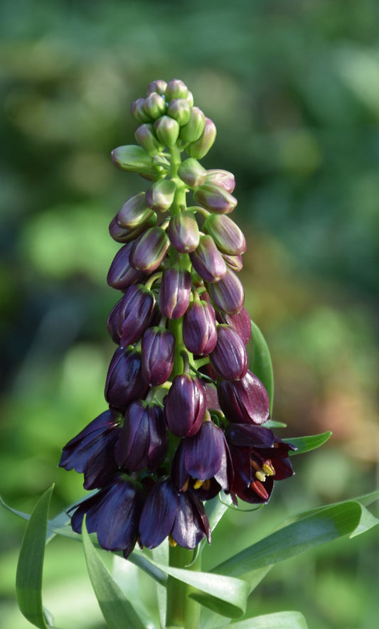 persica Purple Dynamite AGM