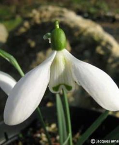 elwesii var. monostictus. 'G.Verdi'